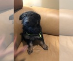 Small Photo #1 German Shepherd Dog Puppy For Sale in ALDIE, VA, USA