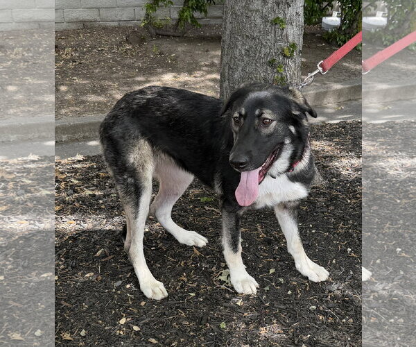 Medium Photo #2 Anatolian Shepherd-German Shepherd Dog Mix Puppy For Sale in Cupertino, CA, USA