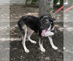 Small #1 Anatolian Shepherd-German Shepherd Dog Mix