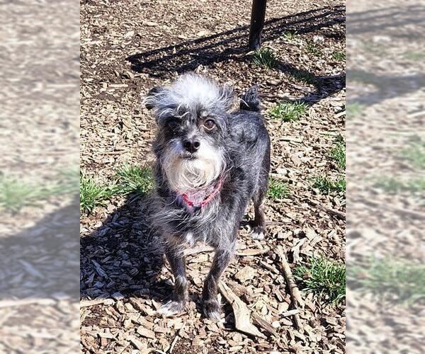 Medium Photo #1 Rat-Cha Puppy For Sale in Waterford, VA, USA