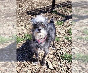 Rat-Cha Dogs for adoption in Waterford, VA, USA