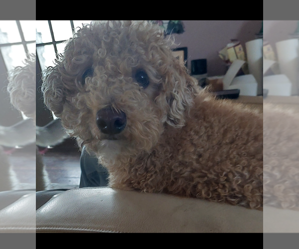 Medium Photo #1 Bichon Frise-Poodle (Standard) Mix Puppy For Sale in Gibbstown, NJ, USA