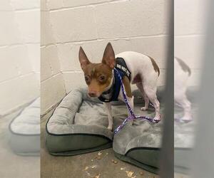 Chihuahua Dogs for adoption in Rosenberg, TX, USA