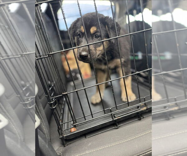Medium Photo #2 Huskies -Unknown Mix Puppy For Sale in Lake Forest, CA, USA
