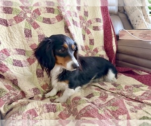 Dachshund Puppy for sale in CASSVILLE, MO, USA