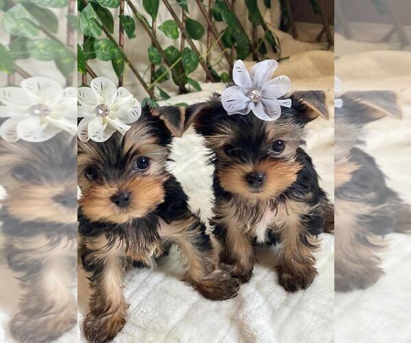Medium Photo #9 Yorkshire Terrier Puppy For Sale in PALO ALTO, CA, USA