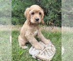 Small #2 Cocker Spaniel