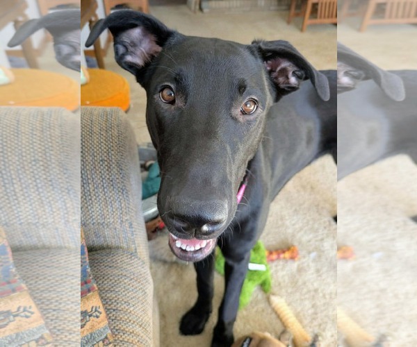 Medium Photo #3 Mutt Puppy For Sale in Duluth, MN, USA