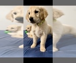Puppy Ms Yellow Golden Retriever