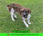 Small Basset Hound Mix