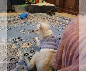 Auggie of FL (aka Alfredo) - Male American Eskimo Dog Dog for Adoption - Photo #9