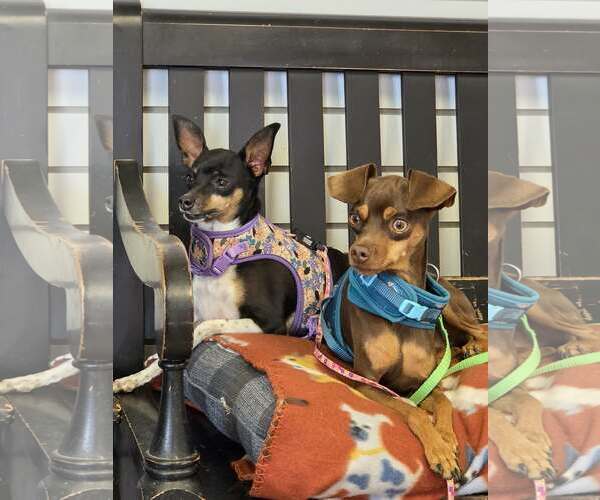 Medium Photo #3 American Rat Pinscher Puppy For Sale in Amarillo, TX, USA