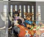 Small #2 American Rat Pinscher
