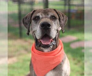 Great Dane Dogs for adoption in San Antonio, TX, USA