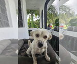 Stella - Female Cocker Spaniel-Unknown Mix Dog for Adoption - Small photo
