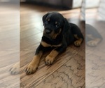 Small Rottweiler