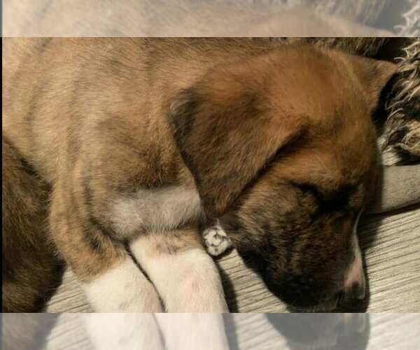 Medium Photo #2 Great Pyrenees-Unknown Mix Puppy For Sale in Foristell, MO, USA