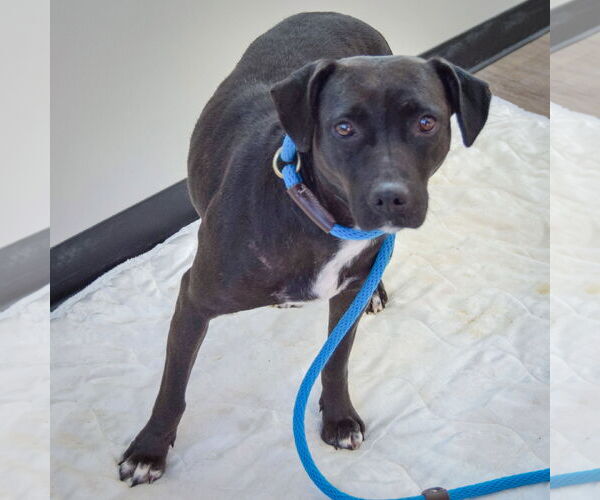 Medium Photo #3 Australian Shepherd-Unknown Mix Puppy For Sale in Huntley, IL, USA