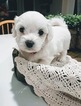 Small Photo #3 Coton de Tulear Puppy For Sale in SALT LAKE CITY, UT, USA