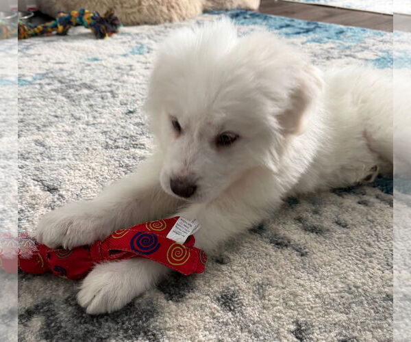 Medium Photo #3 Great Pyrenees-Unknown Mix Puppy For Sale in Clarkston, MI, USA