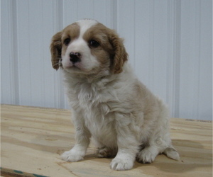 Cavalier King Charles Spaniel-Unknown Mix Puppy for sale in MEMPHIS, MO, USA