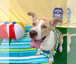 Small #3 American Pit Bull Terrier Mix