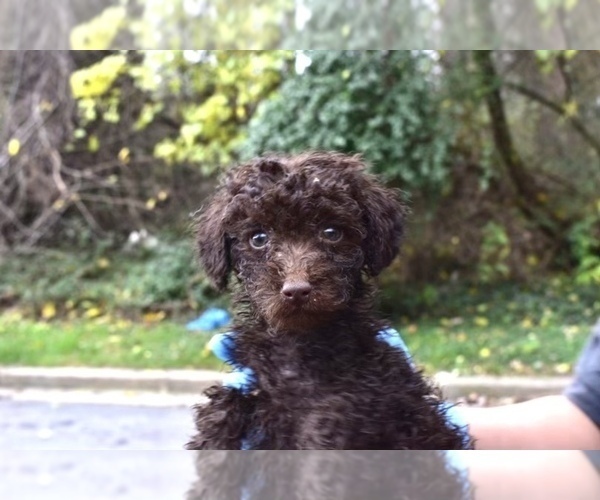 Medium Photo #4 Poodle (Miniature)-Schnoodle (Miniature) Mix Puppy For Sale in RIVERDALE, MD, USA