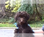 Small Photo #4 Poodle (Miniature)-Schnoodle (Miniature) Mix Puppy For Sale in RIVERDALE, MD, USA