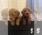 Small Photo #2 Goldendoodle (Miniature) Puppy For Sale in JENKS, OK, USA