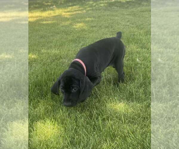 Medium Photo #3 German Shorthaired Pointer Puppy For Sale in PASCO, WA, USA