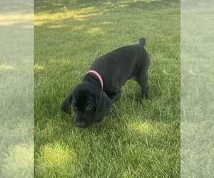Medium German Shorthaired Pointer