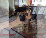 Small Photo #1 Mutt Puppy For Sale in Fort Collins, CO, USA