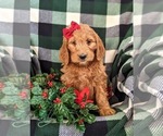 Small Photo #1 Goldendoodle (Miniature) Puppy For Sale in OXFORD, PA, USA