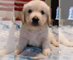 Small Photo #1 English Cream Golden Retriever Puppy For Sale in HIDDENITE, NC, USA