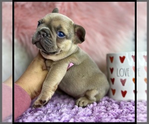 French Bulldog Puppy for sale in OJAI, CA, USA