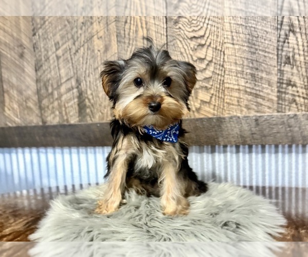 Medium Photo #5 Yorkshire Terrier Puppy For Sale in NAPPANEE, IN, USA
