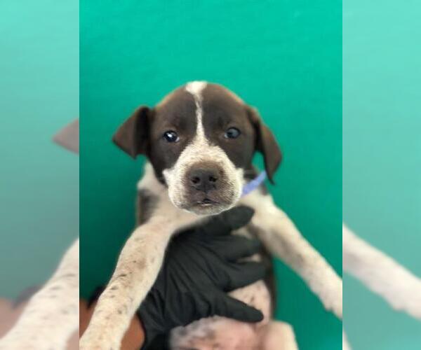Medium Photo #1 Border Collie-Unknown Mix Puppy For Sale in Visalia, CA, USA