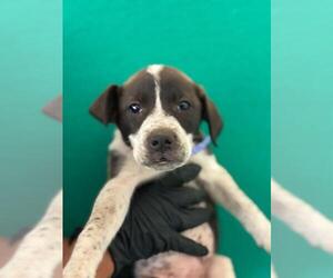 Border Collie-Unknown Mix Dogs for adoption in Visalia, CA, USA
