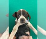 Small Border Collie Mix