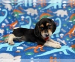 Small #2 Beagle