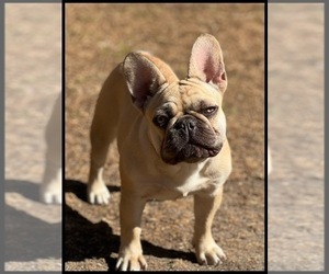 French Bulldog Puppy for Sale in OJAI, California USA