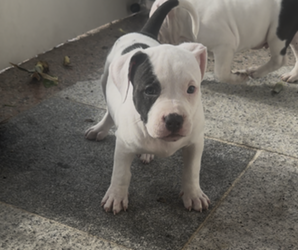 American Pit Bull Terrier Puppy for sale in FALL RIVER, MA, USA
