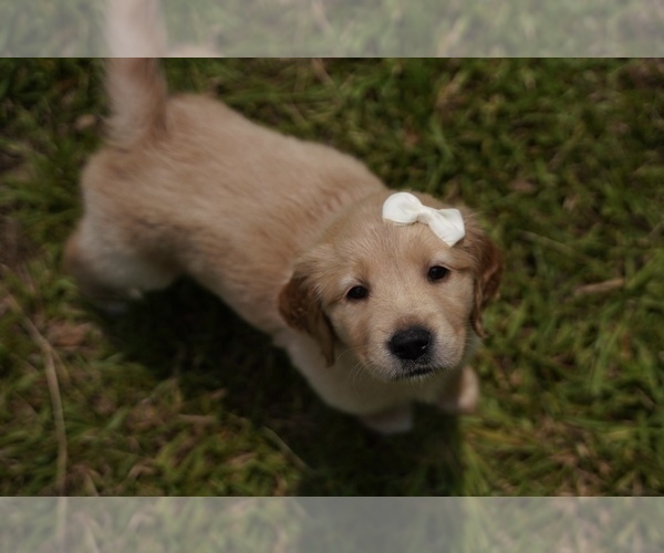 Medium Photo #2 Golden Retriever Puppy For Sale in FOUR OAKS, NC, USA