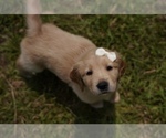 Small Photo #2 Golden Retriever Puppy For Sale in FOUR OAKS, NC, USA