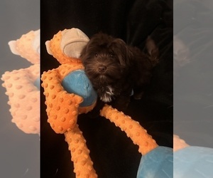 Havanese Puppy for sale in LIVONIA, MI, USA