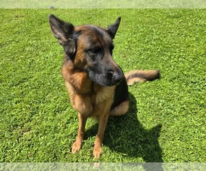 Mother of the German Shepherd Dog puppies born on 06/14/2026