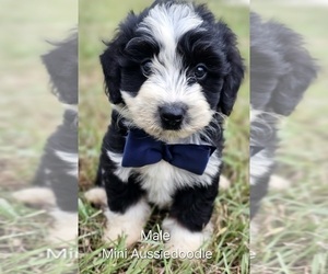 Aussie-Poo-Aussiedoodle Miniature Mix Puppy for sale in TAYLOR, TX, USA