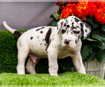 Small Photo #43 Great Dane Puppy For Sale in WAKARUSA, IN, USA