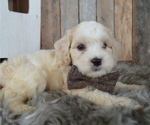 Cock-A-Poo Puppy for sale in HONEY BROOK, PA, USA