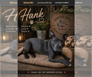 American Staffordshire Terrier Dogs for adoption in Benton, PA, USA